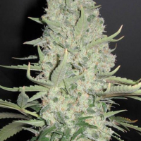White Widow x Big Bud | Female Seeds
