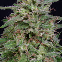 White Widow Feminised Cannabis Seeds | Big Head Seeds 