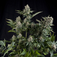White Widow CBD Feminised Cannabis Seeds | Pyramid Seeds