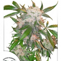 White Widow Feminised Cannabis Seeds | Dutch Passion 