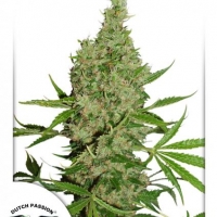 White Widow x The Ultimate Regular Cannabis Seeds | Dutch Passion 