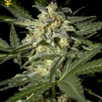 White Widow Auto Feminised Cannabis Seeds | Green House Seeds.