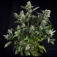 White Widow Feminised Cannabis Seeds | Pyramid Seeds