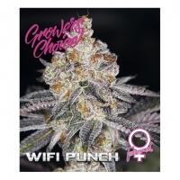 WiFi Punch Feminised Cannabis Seeds - Growers Choice