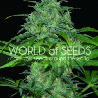 Wild Thailand Regular Cannabis Seeds | World of Seeds
