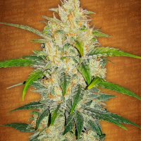 Zkittlez Auto Feminised Cannabis Seeds | Fast Buds