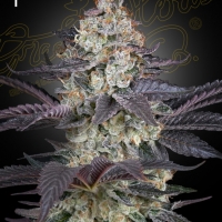 Ztrawberry Feminised Cannabis Seeds | Green House Seeds.