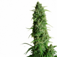 GGG 1 – Guys Girl Scout Cookie Glue Auto Feminised Cannabis Seeds | Dr Krippling