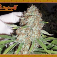 Dr Krippling Blue Kripple Feminised Cannabis Seeds For Sale