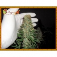 Dr Krippling Mango Chutney Feminised Cannabis Seeds For Sale