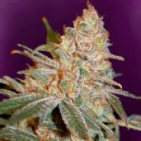 Banana Cookies Feminised Cannabis Seeds | Advanced Seeds. 