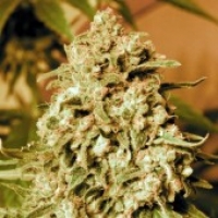 Somango Widow Feminised Cannabis Seeds | Advanced Seeds.
