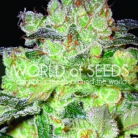 Afghan Kush x White Widow Feminised Cannabis Seeds | World of Seeds