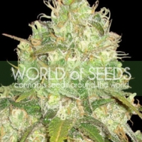 Afghan Kush x Yumbolt Feminised Cannabis Seeds | World of Seeds