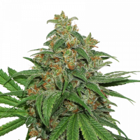 AK420 Auto Feminised Cannabis Seeds | Seed Stockers