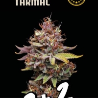 Superior Amaretto Tarmac Feminised Cannabis Seeds | Seed Stockers.