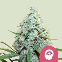 AMG Feminised Cannabis Seeds | Royal Queen Seeds.