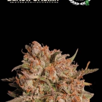 Apollo Black Cherry Auto Feminised Cannabis Seeds | Seed Stockers