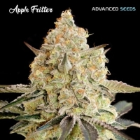 Auto Apple Fritter Feminised Cannabis Seeds | Advanced Seeds.