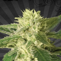 Auto #1 Auto flowering Feminised Cannabis Seeds | Auto Seeds
