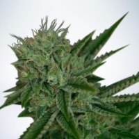 Auto Northern Lights Feminised Cannabis Seeds | Ministry of Cannabis