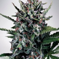 Auto Silver Bullet Feminised Cannabis Seeds | Ministry of Cannabis
