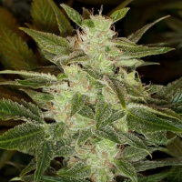 Auto Speed Haze Feminised Cannabis Seeds | Black Skull Seeds