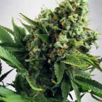 Auto White Widow Feminised Cannabis Seeds | Ministry of Cannabis