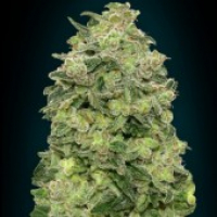 Auto Afghan Skunk Feminised Cannabis Seeds | Advanced Seeds 