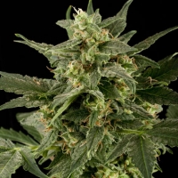 Auto Pineapple Gum Feminised Cannabis Seeds | Black Skull Seeds