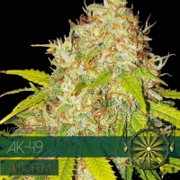 AK 49 Auto Feminised Cannabis Seeds | Vision Seeds
