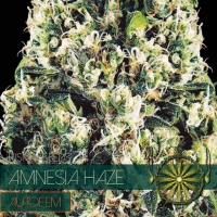Amnesia Haze Auto Feminised Cannabis Seeds | Vision Seeds