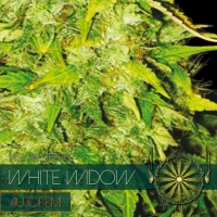 White Widow Auto Feminised Cannabis Seeds | Vision Seeds