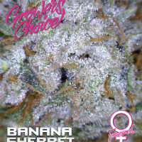 Banana Sherbet Feminised Cannabis Seeds - Growers Choice