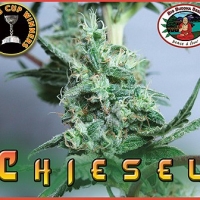 CHIESEL Feminised Cannabis Seeds | Big Buddha Seeds