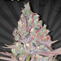 Berry Ryder Auto Feminised Cannabis Seeds | Auto Seeds
