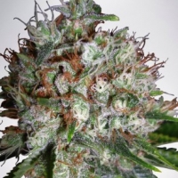Big Bud XXL Feminised Cannabis Seeds | Ministry of Cannabis