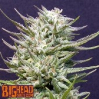 Buy Big Head Seeds Big Freeze Feminised Cannabis Seeds