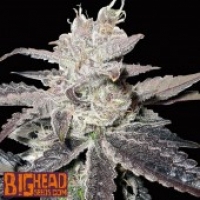 Buy Big Head Seeds Freeze Berry Auto Feminised Cannabis Seeds