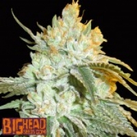 Buy Big Head Seeds Head Stash Auto Feminised Cannabis Seeds