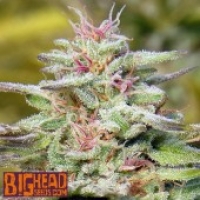 Buy Big Head Seeds THC Pro Feminised Cannabis Seeds