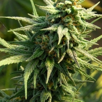 Buzz 'n' Smiles Feminised Cannabis Seeds | Big Head Seeds