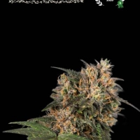 Superior Blackberry Gum Feminised Cannabis Seeds | Seed Stockers