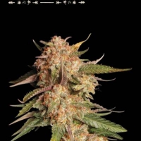 Superior Blue Moby Auto Feminised Cannabis Seeds | Seed Stockers