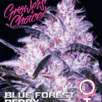 Blue Forest Berry Feminised Cannabis Seeds - Growers Choice