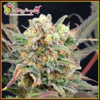 Boggleberry XL Auto Feminised Cannabis Seeds | Dr Krippling.