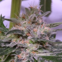 Bubba Hash Feminised Cannabis Seeds | Ace Seeds
