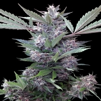 Bubba Kush x PCK Feminised Cannabis Seeds | Ace Seeds.