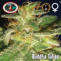 Buddha Tahoe Feminised Cannabis Seeds | Big Buddha Seeds