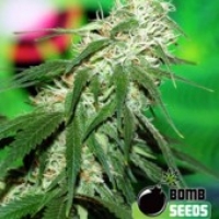 Buzz Bomb Feminised Cannabis Seeds | Bomb Seeds 